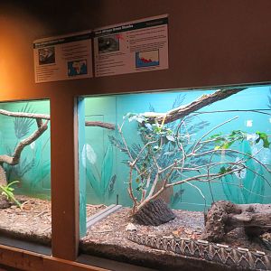 Gaboon Viper Exhibit