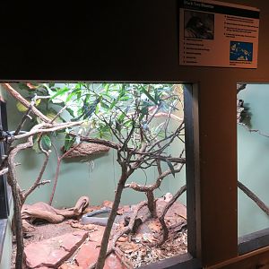 Black Tree Monitor Exhibit