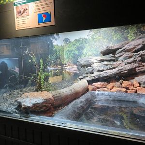 Green Anaconda Exhibit