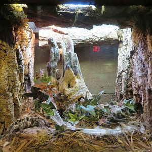 Chaco Golden-kneed Tarantula