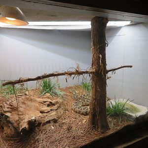 Diamondback Rattlesnake Tank