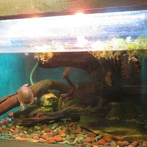 Northern Yellow-faced Turtle Tank