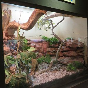 Halmahera Python Exhibit