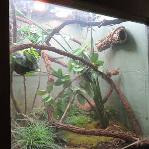 Prehensile-tailed Skink Exhibit