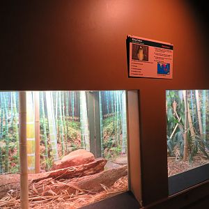 King Cobra Exhibit