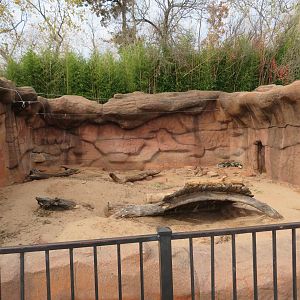 African Crested Porcupine Exhibit