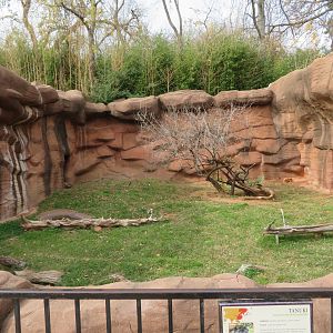 Flex Exhibit for Raccoon Dog