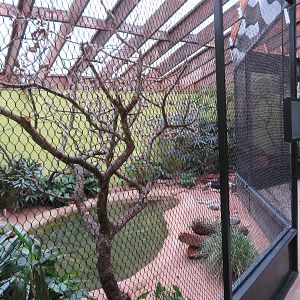 Dan Moran Aviary