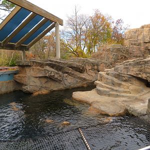 Sea Lion/Seal Exhibit