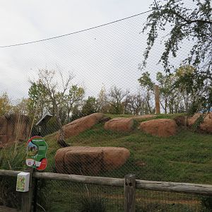 Lion Exhibit