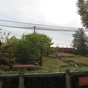 Tiger Exhibit