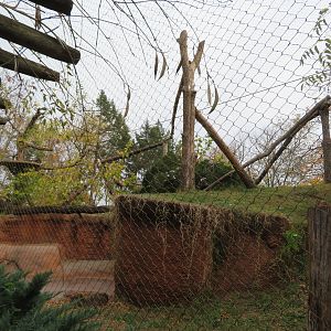 Clouded Leopard Exhibit