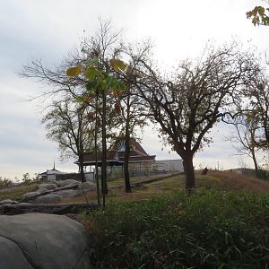 Gorilla Exhibit w/ Lotus Pavilion
