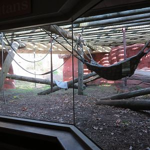 Part of Orangutan Exhibit