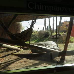 Part of Chimpanzee Exhibit