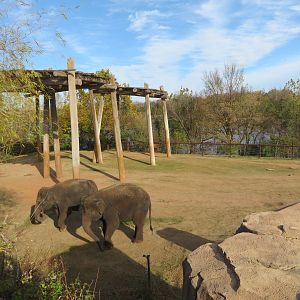 Asian Elephant Exhibit