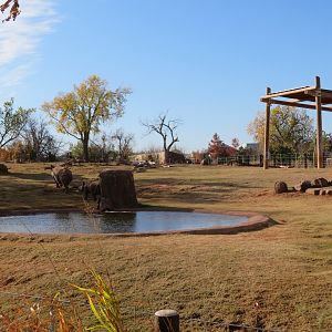 Indian Rhino Exhibit