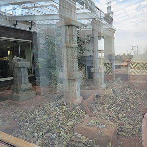 Komodo Dragon Exhibit