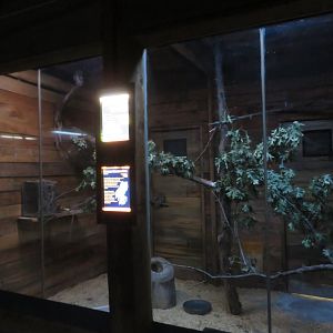 Screech Owl/Armadillo Exhibit