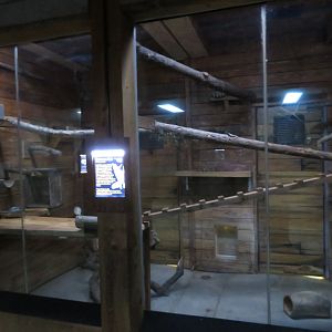 Ringtail Exhibit