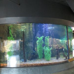 Native Fish Tank