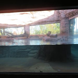 River Otter Exhibit