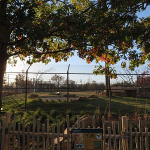 Predator Pass - Cheetah Exhibit