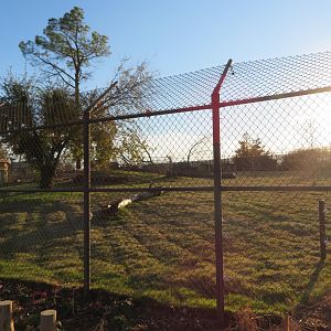 Predator Pass - Cheetah Exhibit