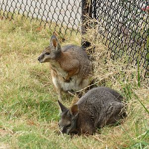 Tammar Wallabies