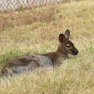 Red-necked Wallaby