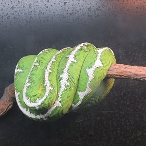 Amazon Basin Emerald Tree Boa