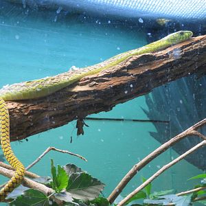West African Green Mamba