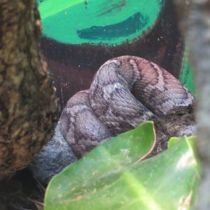Honduran/Yellow-Red Rat Snake