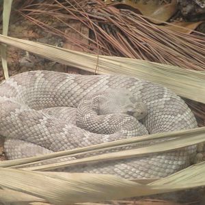 Catalina Island Rattlesnake