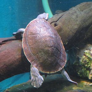 Northern Yellow-faced Turtle