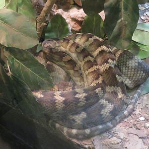 Halmahera Python