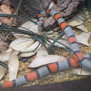 Gray-banded Kingsnake