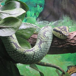 Sri Lankan Pit Viper