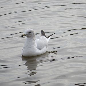 Wild Ring-billed Gull