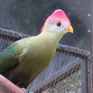 Red-crested Turaco