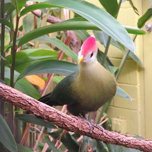 Red-crested Turaco