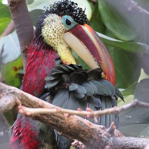 Curl-crested Aracari