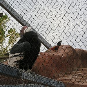 Andean Condor and... Chicken