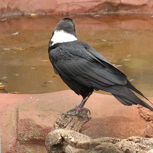 White-necked Raven