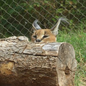 Caracal Peek-a-Boo