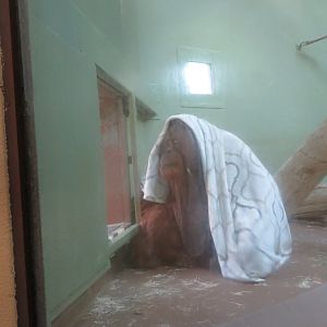 Orangutan Considers the Weather