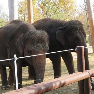 Asian Elephants