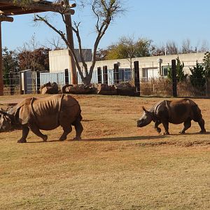 Indian Rhino Mother and Calf
