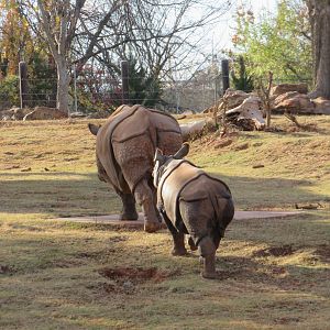 Indian Rhino Mother and Calf