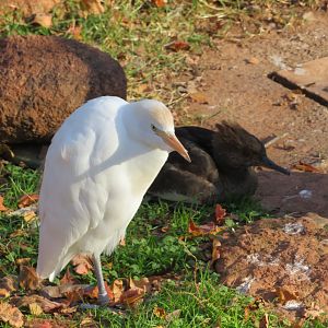 Cattle Egret and Hooded Merganser
